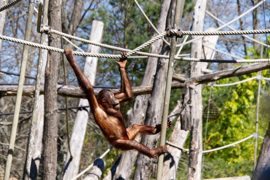 Apenheul Zoo