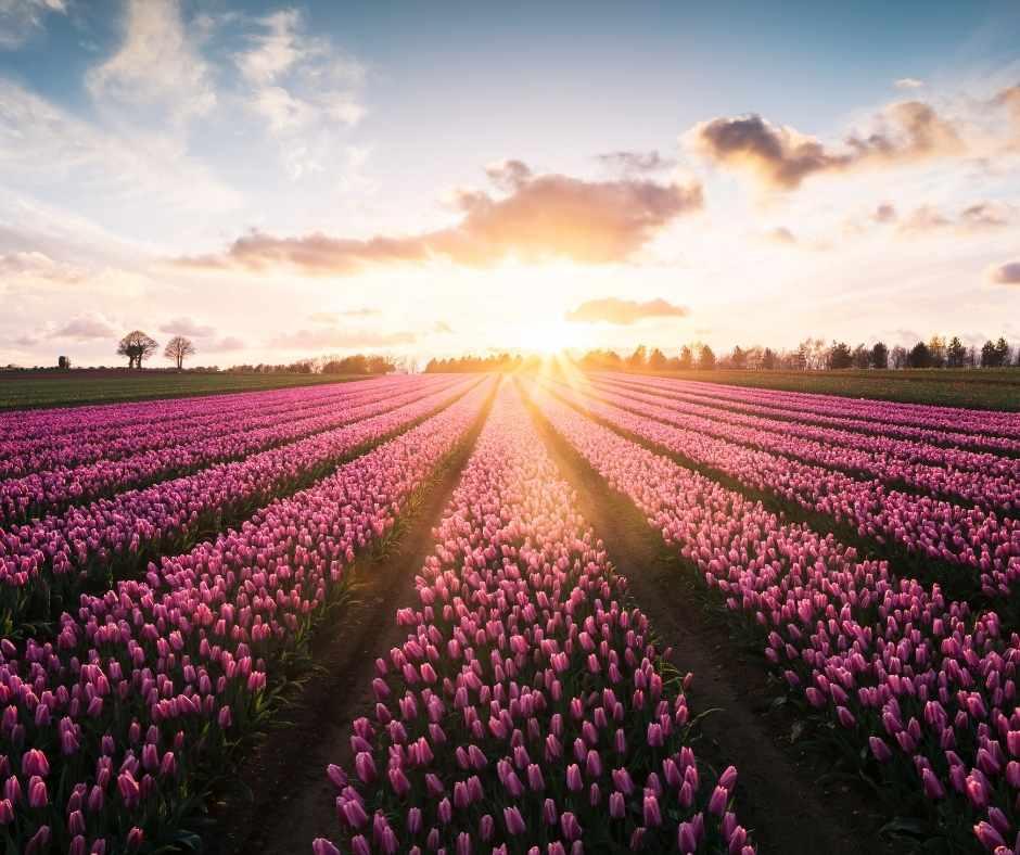  Wochenende im Frühling: jetzt mit Rabatt! 