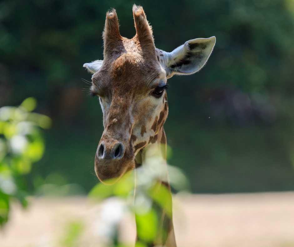 Bastion Hotel Amersfoort - DierenPark Amersfoort