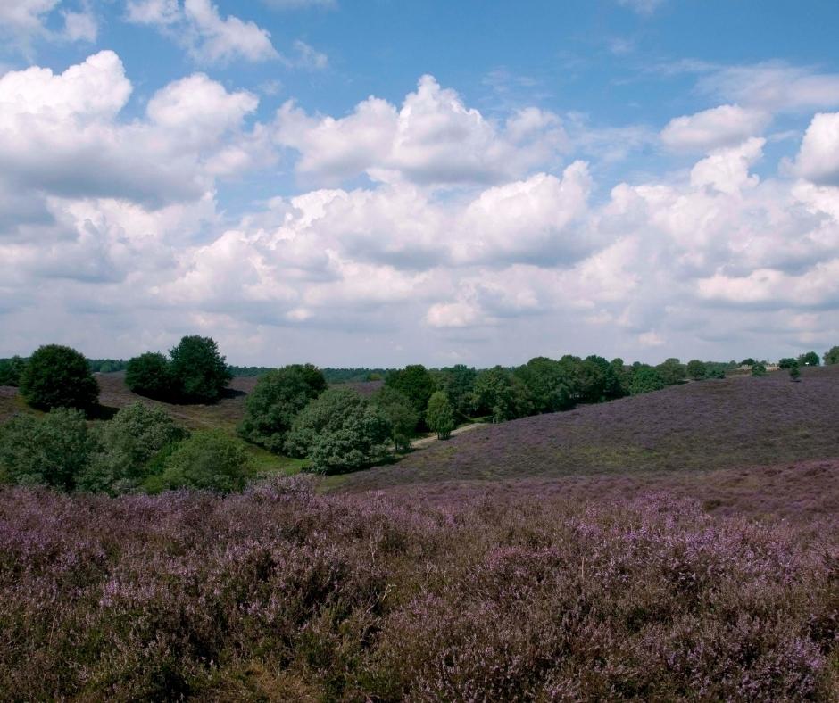Leenderheide