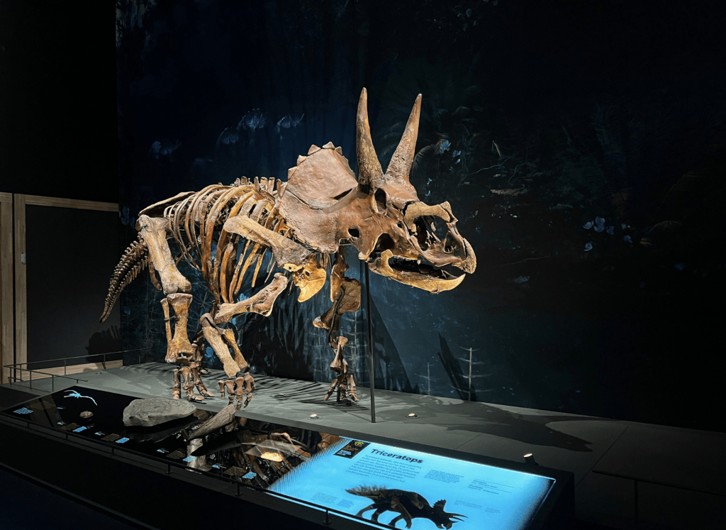 Natuurhistorisch Museum Maastricht