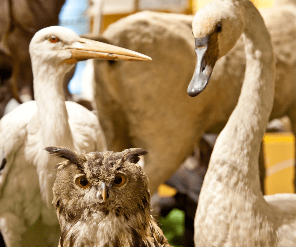 Natuurmuseum Brabant